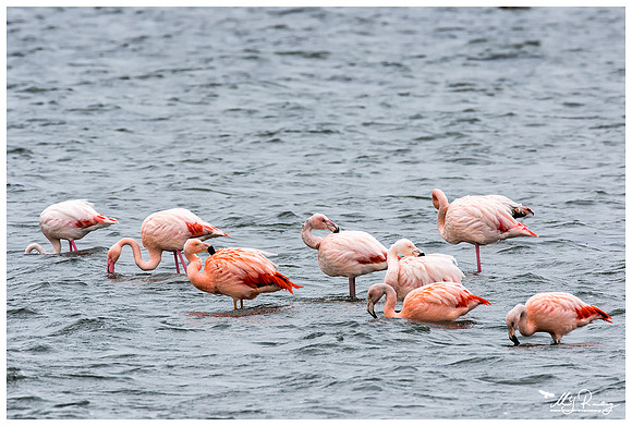 Chilean Flamingo (Chileense Flamingo) and Greater Flamingo (Europese Flamingo) at the Grevelingenmeer