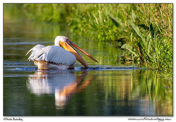 Great White Pelican (Roze Pelikaan) near the Groene Jonker nature area near Noorden