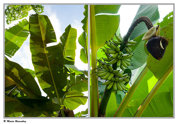 Banana tree in the Gunung Leuser National Park at Bukit Lawang