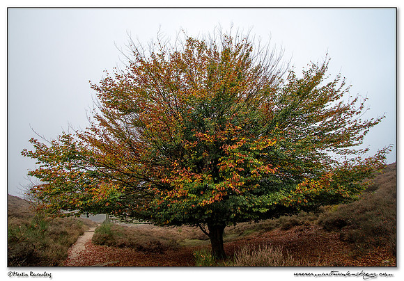 European Beech / Beuk (Fagus sylvatica) at the  Veluwe Zoom National Park