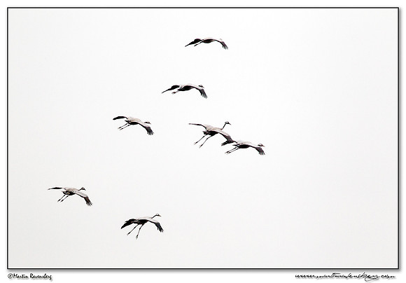 Common Crane (Kraanvogel) at Rhedener Geestmoor and Neustädter Moor near Diepholz in Germany