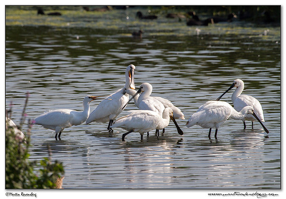 Eurasian Spoonbill or Common Spoonbill (Lepelaar) at the Starrevaart lake near Stompwijk