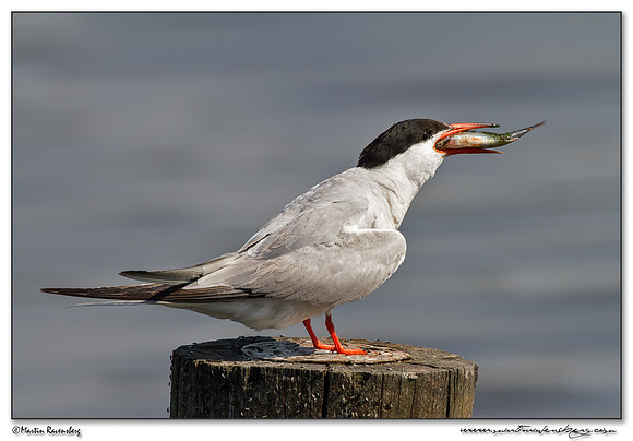 Common Tern (Visdiefje) at the Starrevaart lake near Stompwijk