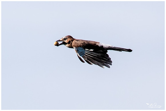 Eurasian Jay (Vlaamse Gaai) at the Biesbosch National Park
