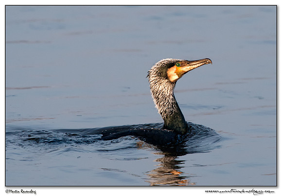 Great Cormorant (Aalscholver) at the Starrevaart lake near Stompwijk