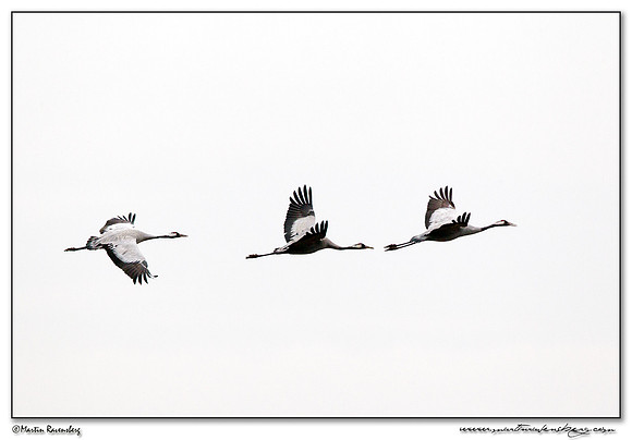 Common Crane (Kraanvogel) at Rhedener Geestmoor and Neustädter Moor near Diepholz in Germany