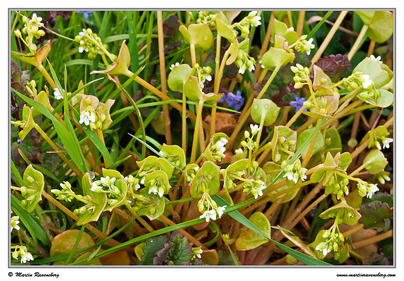 Spring Beauty / Witte Winterpostelein (Claytonia perfoliata) at the island Terschelling in the Wadden Sea