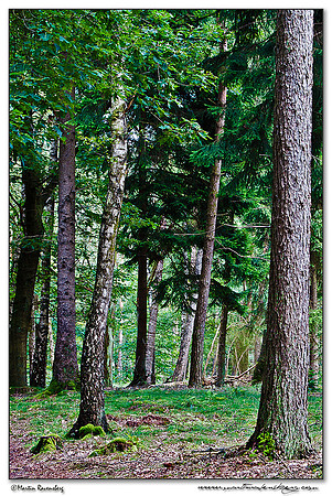 Hoge Veluwe National Park