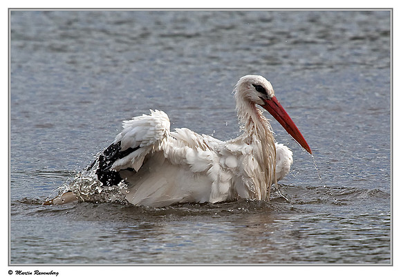 White Stork (Ooievaar) near Hazerswoude, Spookverlaat - Amaila Hut