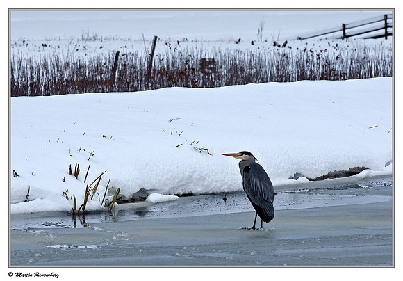 Grey Heron (Blauwe Reiger) near Hazerswoude, Spookverlaat