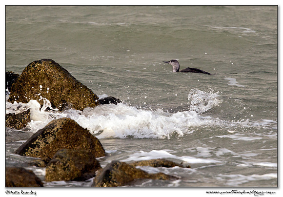 Red-throated Loon (Roodkeelduiker) at the seaside on the Brouwensdam