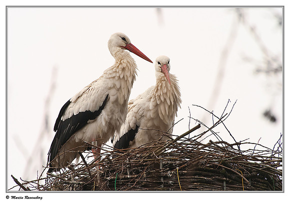 White Stork (Ooievaar) near Hazerswoude, Spookverlaat - Amalia Hut