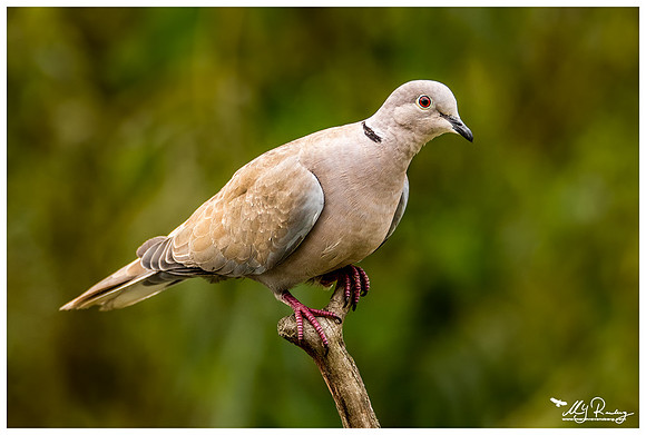 Eurasian Collared Dove (Turkse Tortel) at a photo hut in Alblasserwaard