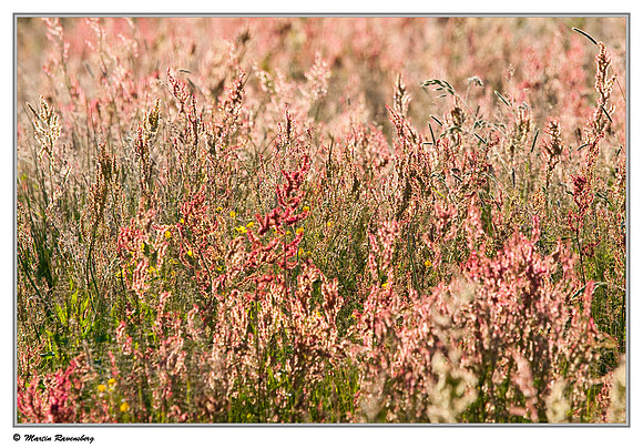 Grasses near Hazerswoude in the meadow birds reserve De Wilck