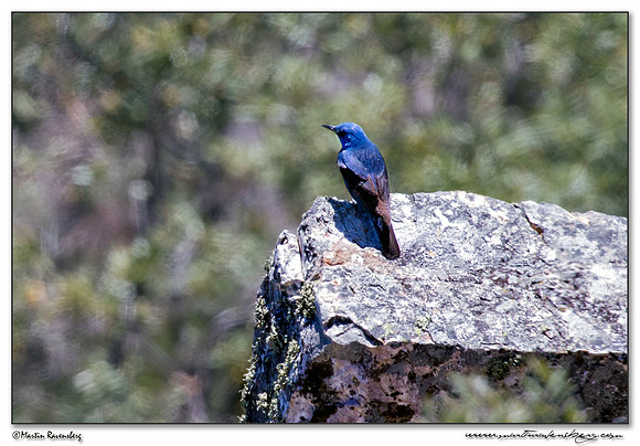 Blue Rock Thrush (Blauwe Rotslijster) in the northern part of Extremadura in the area near Trujillo.