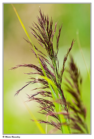 Common Reed / Rietpluimen (Phragmites australis) at the Starrevaart lake near Stompwijk