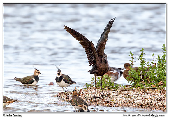 Glossy Ibis (Zwarte Ibis) at the Starrevaart lake near Stompwijk
