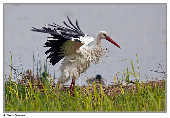 White Stork (Ooievaar) near Hazerswoude, Spookverlaat - Amaila Hut