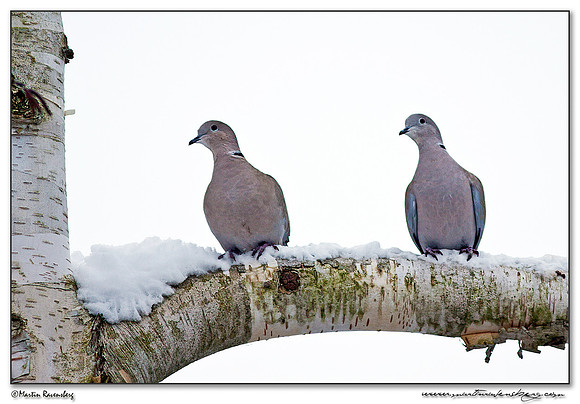 Eurasian Collared Dove (Turkse Tortel) Duif at my backyard in Hazerswoude
