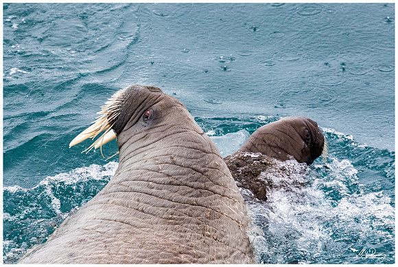Walrus at Torellneset at the south west coast of the Nordaustlandet Island.