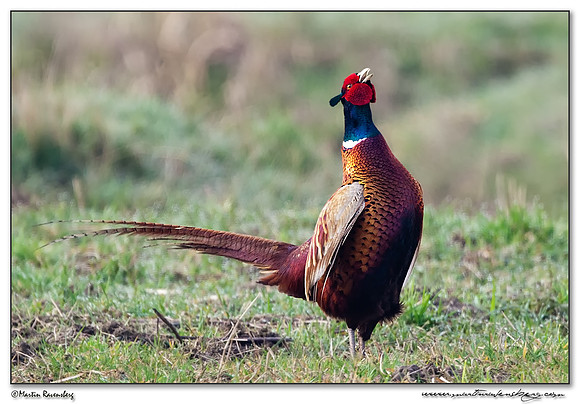 Common Pheasant (Fazant) at the National Landscape Arkemheem-Eemland