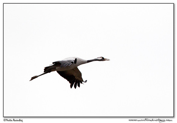 Common Crane (Kraanvogel) at Rhedener Geestmoor and Neustädter Moor near Diepholz in Germany