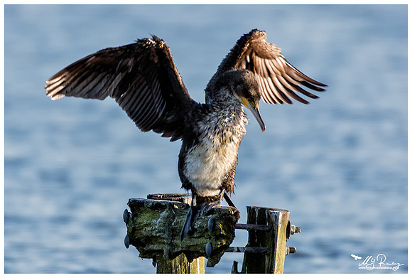 Great Cormorant (Aalscholver) at the Starrevaart lake near Stompwijk