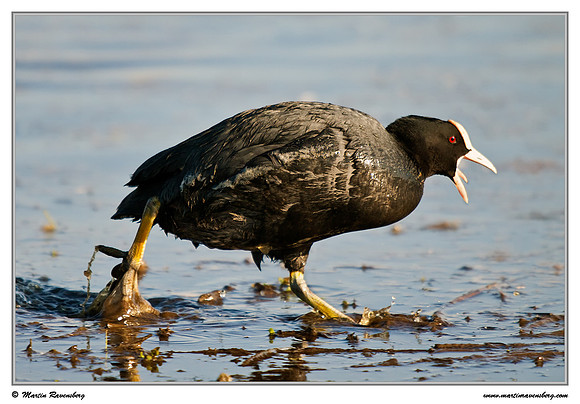 Eurasian Coot (Meerkoet) at the Groene Jonker nature area near Nieuwkoop