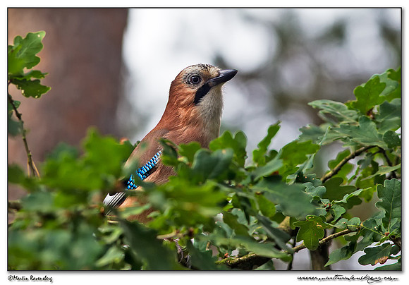 A Eurasian Jay (Gaai) at the Hoge Veluwe National Park