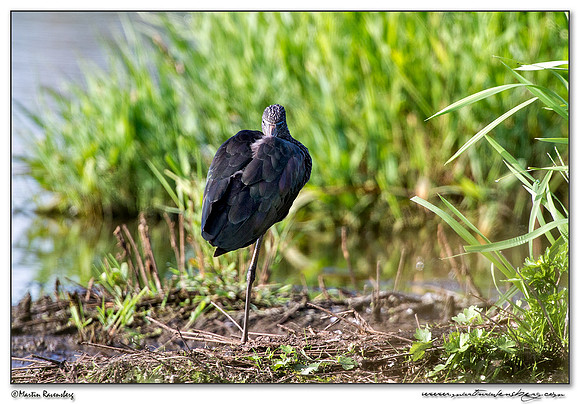 Glossy Ibis (Zwarte Ibis) at the Groene Jonker nature area near Noorden