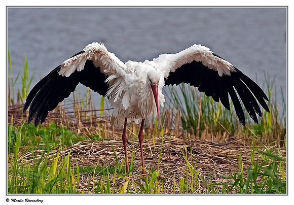 White Stork (Ooievaar) near Hazerswoude, Spookverlaat - Amaila Hut