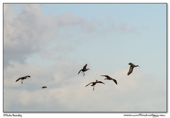 Glossy Ibis (Zwarte Ibis) at the Starrevaart lake near Stompwijk