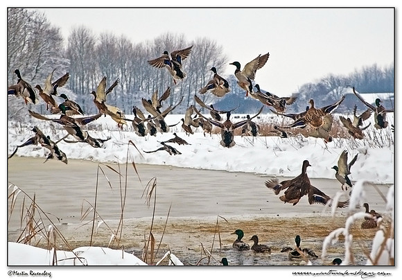 Mallard (Wilde Eend) at the Spookverlaat near Hazerswoude