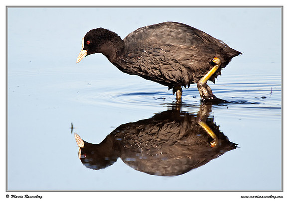 Eurasian Coot (Meerkoet) at the Groene Jonker nature area near Nieuwkoop