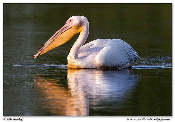Great White Pelican (Roze Pelikaan) near the Groene Jonker nature area near Noorden