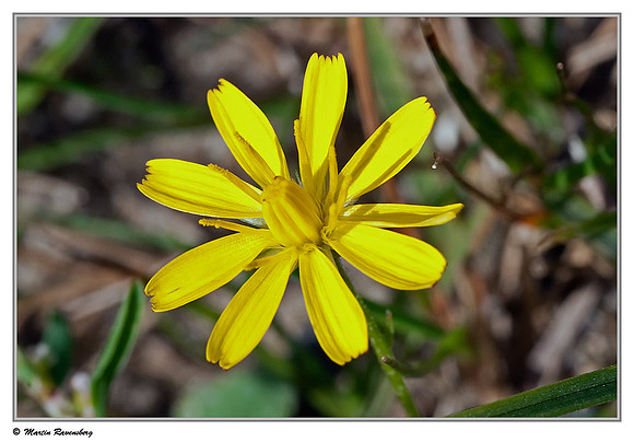 Nipplewort / Akkerkool (Lapsana communis) at the Amsterdamse Waterleiding Duinen