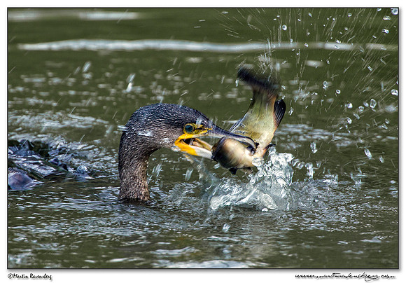 Great Cormorant (Aalscholver) at the Oostvaardersplassen - Lepelaarhut