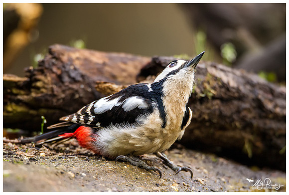 Great Spotted Woodpecker (Grote Bonte Specht) at the Fotohut Gooi owned by the Goois Natuurreservaat