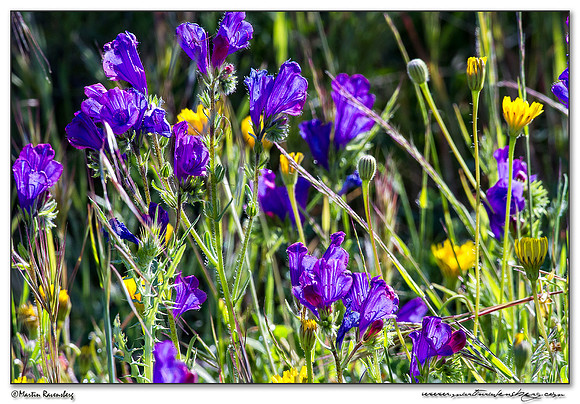 Blueweed / Slangenkruid (Echium vulgare) in the northern part of Extremadura in the area near Trujillo.
