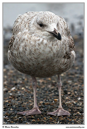 (Juvenile) Herring Gull (Zilvermeeuw) at the seaside on the Brouwensdam
