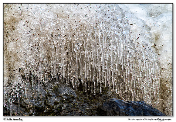 Ice sculptures at the Oostvaardersplassen -  Flevoland
