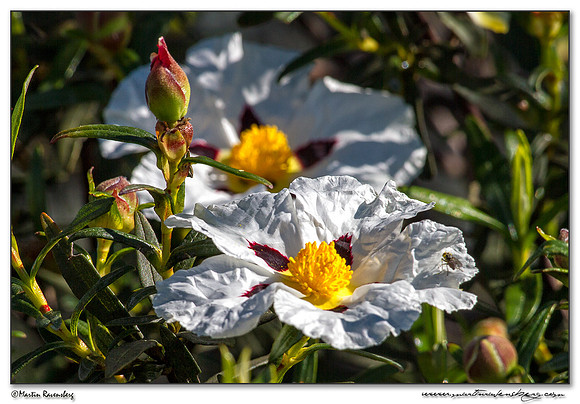 Gum Rockrose / Wit Zonneroosje (Cistus ladanifer subsp.ladanifer) in the northern part of Extremadura in the area near Trujillo.