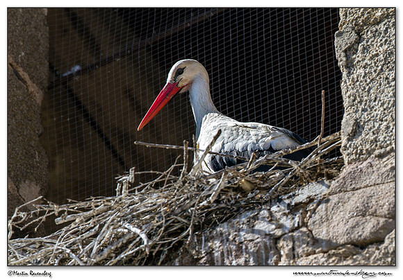 White Stork (Witte Ooievaar) at the village Jaraicejo in northern part of Extremadura.
