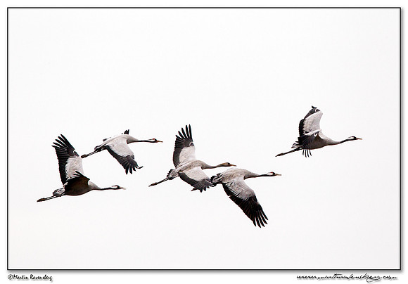 Common Crane (Kraanvogel) at Rhedener Geestmoor and Neustädter Moor near Diepholz in Germany