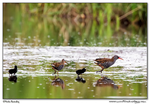 Water Rail (Waterral) at the Groene Jonker nature area near Nieuwkoop