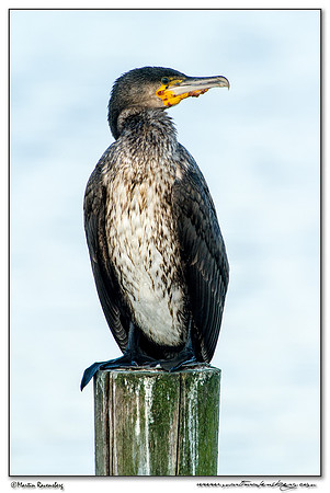 Great Cormorant (Aalscholver) at the Starrevaart lake near Stompwijk