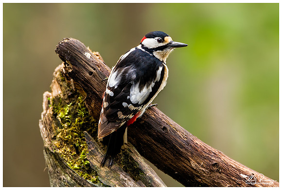 Great Spotted Woodpecker (Grote Bonte Specht) at the Fotohut Gooi owned by the Goois Natuurreservaat