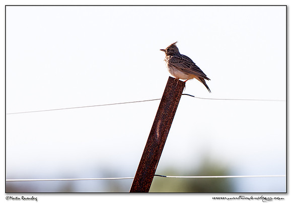 Crested Lark (Kuifleeuwerik) in the northern part of Extremadura in the area near Trujillo.