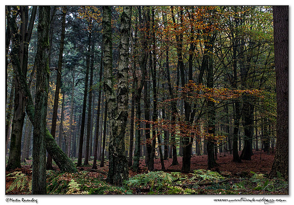 The forest of the Veluwe Zoom National Park