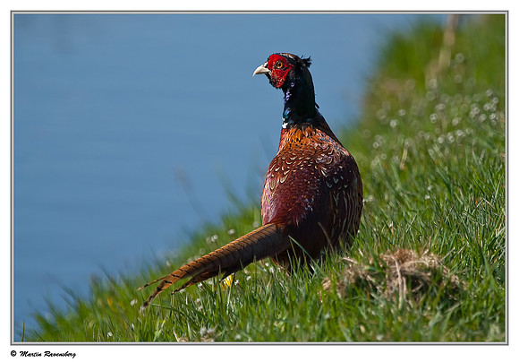 Common Pheasant (Fazant) at the Gelderswoude Kerkpad near Gelderswoude